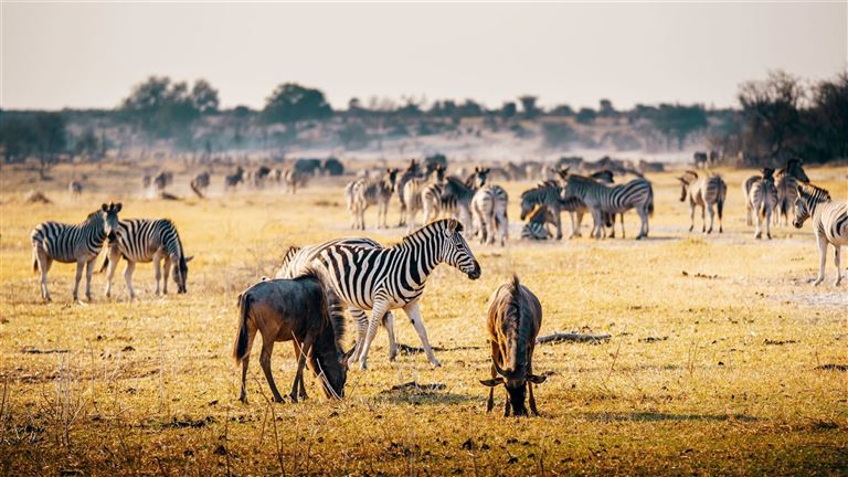 Safari, Salzpfannen & Viktoriafälle ©Michael/adobestock